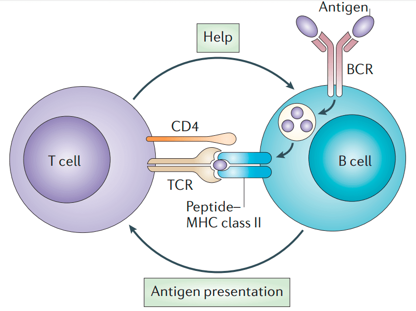Встреча В-клетки и активированного Т-хелпера