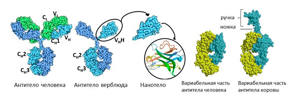 Необычные антитела у животных