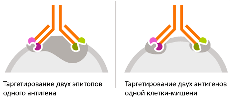 Мультиэпитопное таргетирование и мультитаргетирование