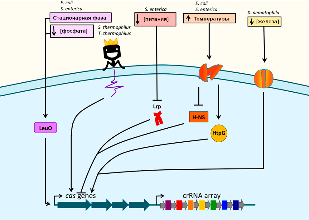 Как различные факторы внешней среды влияют на CRISPR/Cas