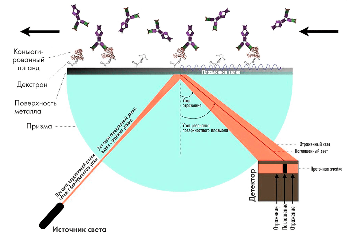 Схема работы прибора на принципе поверхностного плазмонного резонанса