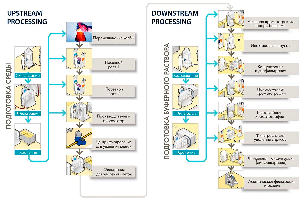 Производство антител