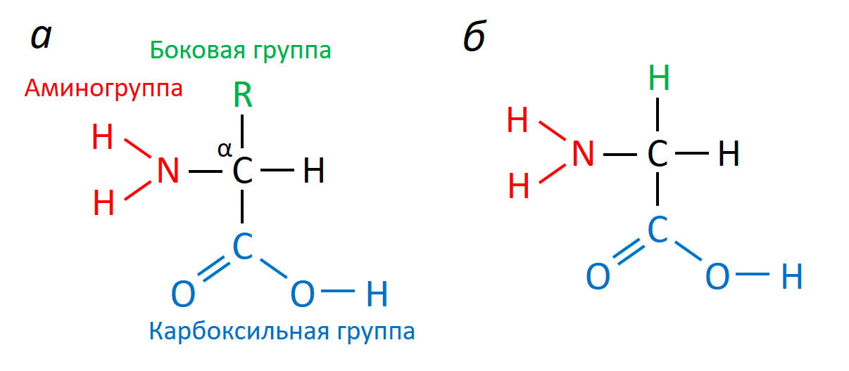 Структура аминокислот