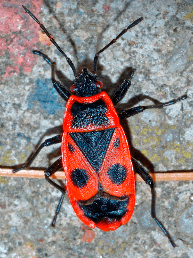 Pyrrhocoris apterus