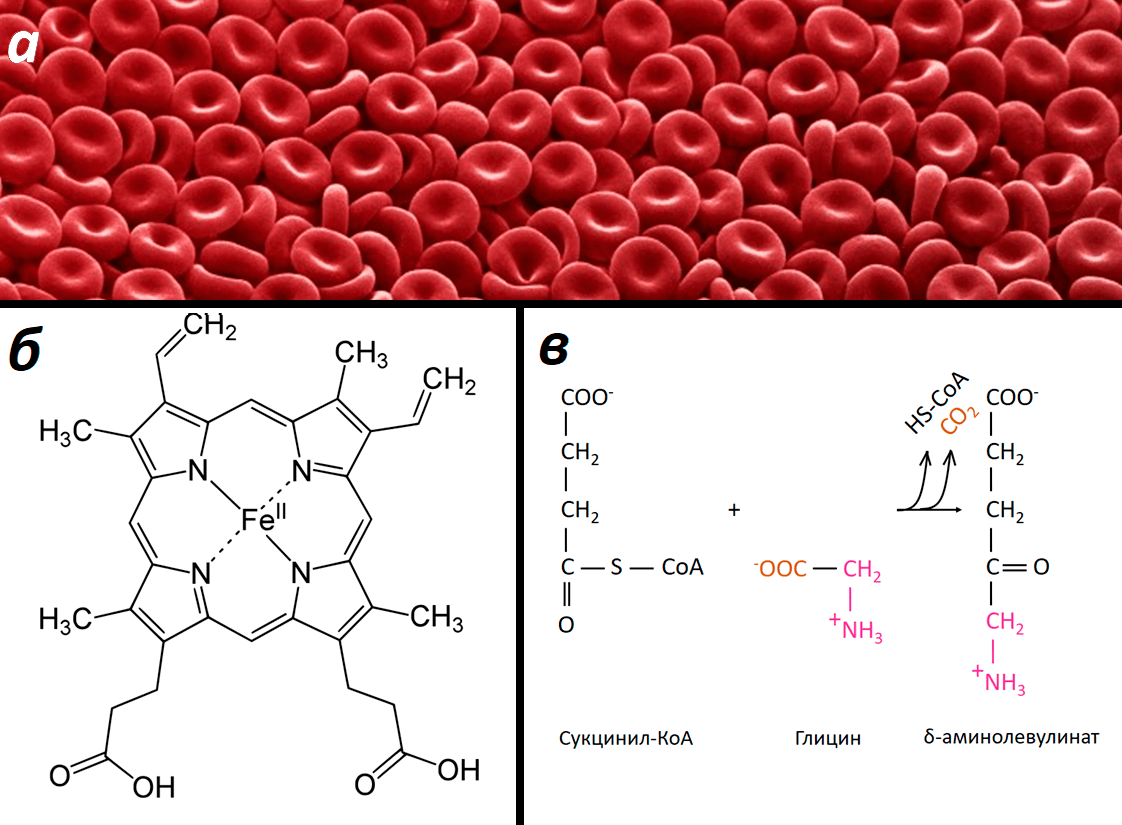 Роль глицина в синтезе гема