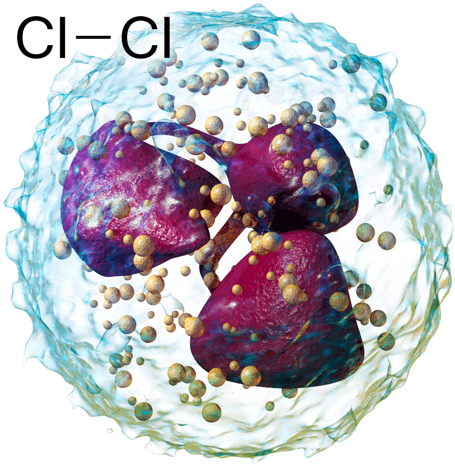 Нейтрофил и хлор