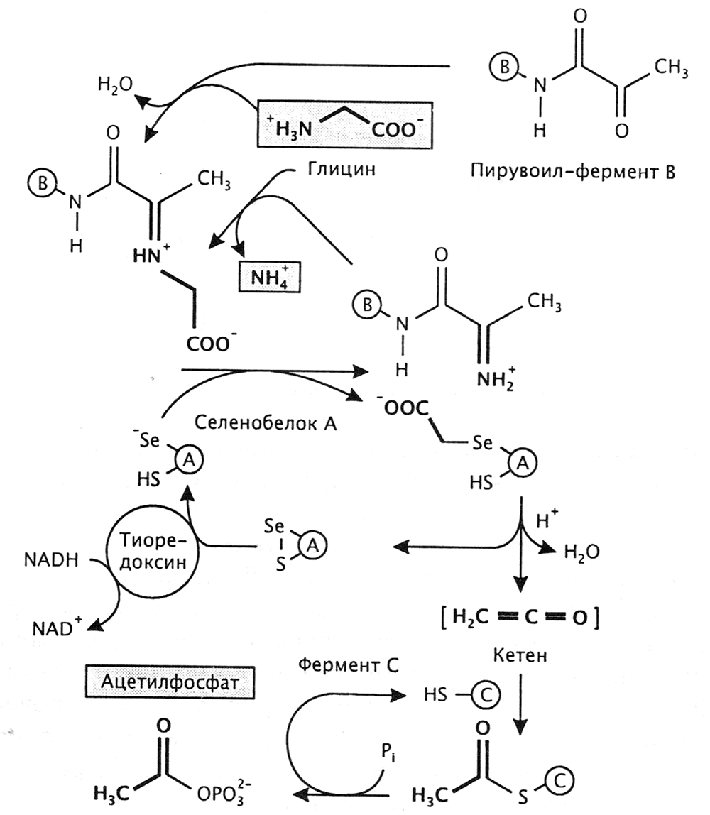 Действие мультиферментного комплекса E. acidaminophilum