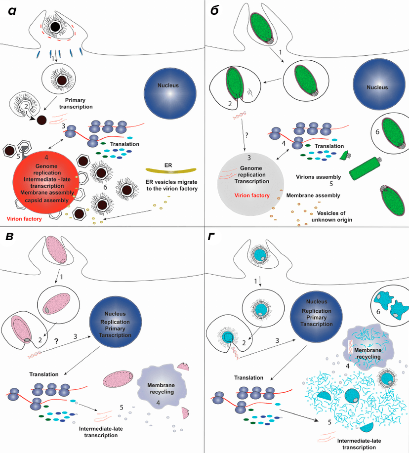 Схемы жизненных циклов некоторых гигантских вирусов
