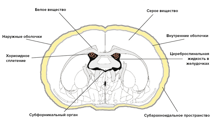 Строение центральной нервной системы
