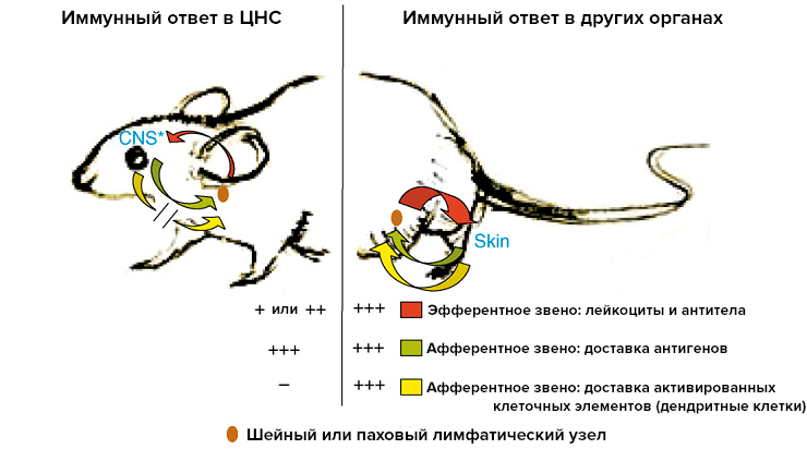 Этапы иммунного ответа