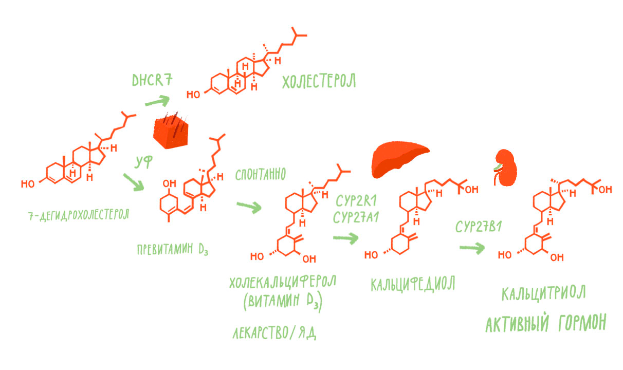 Каскад кальциферолов в организме человека