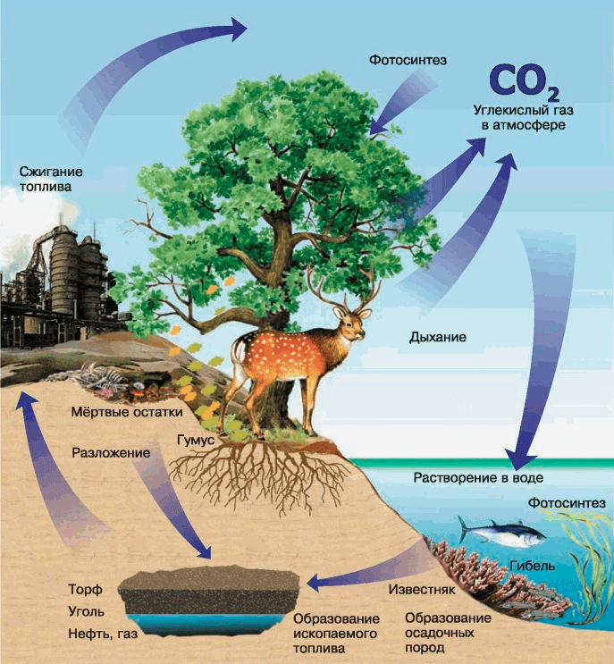 Круговорот углерода в природе