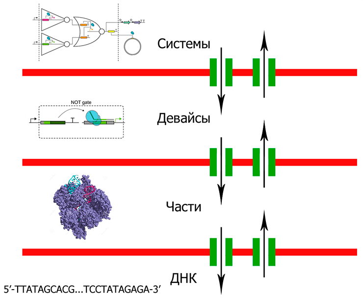 Представление инженерных генетических сетей