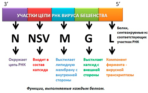 Схематичное изображение РНК вируса бешенств