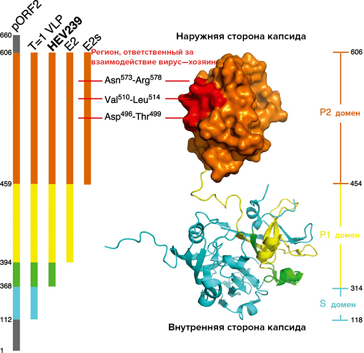 Строение молекулы pORF2