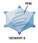 Строение вируса гепатита E