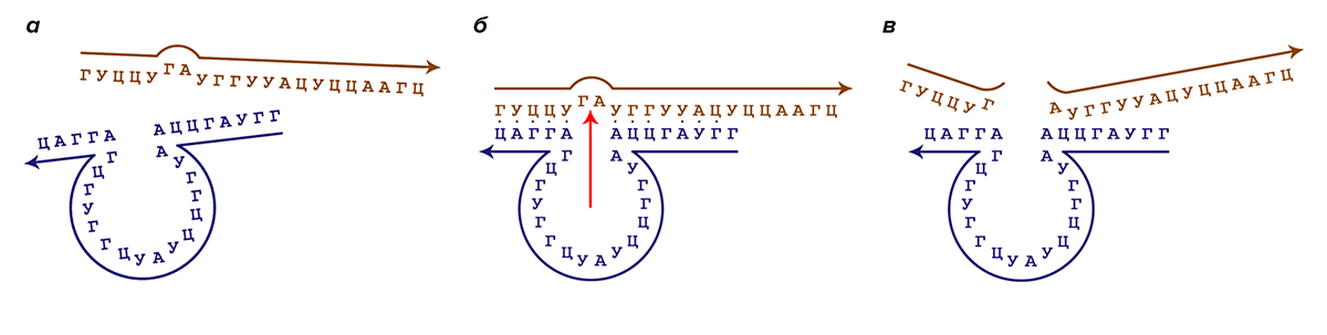 Принцип работы рибозимов