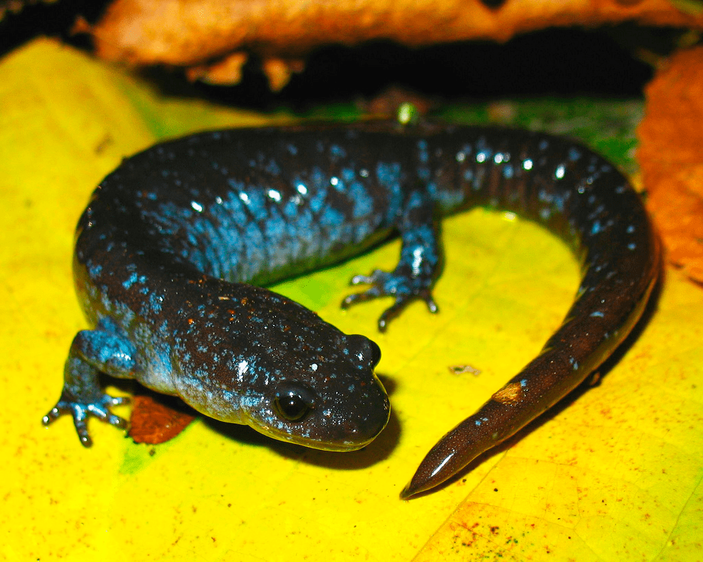 Ambystoma platineum