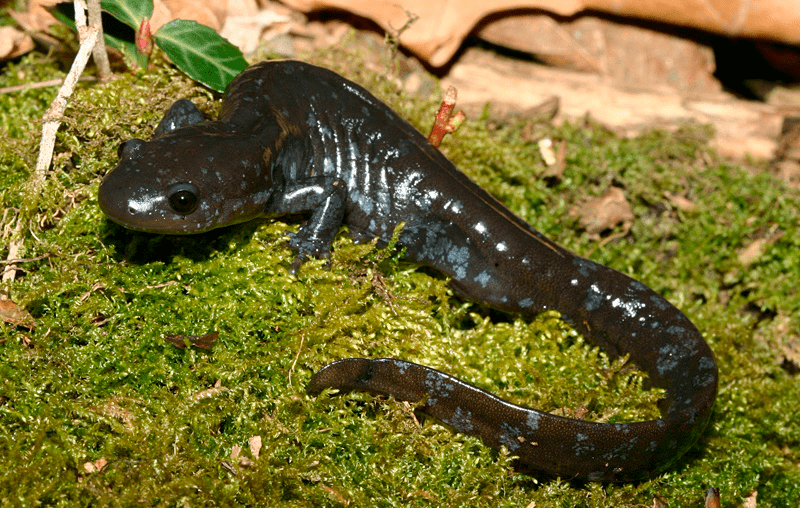 Ambystoma jeffersonianum