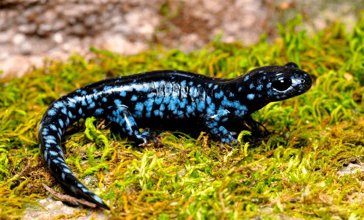 Ambystoma laterale