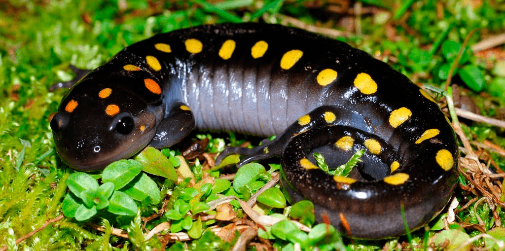 Ambystoma maculatum