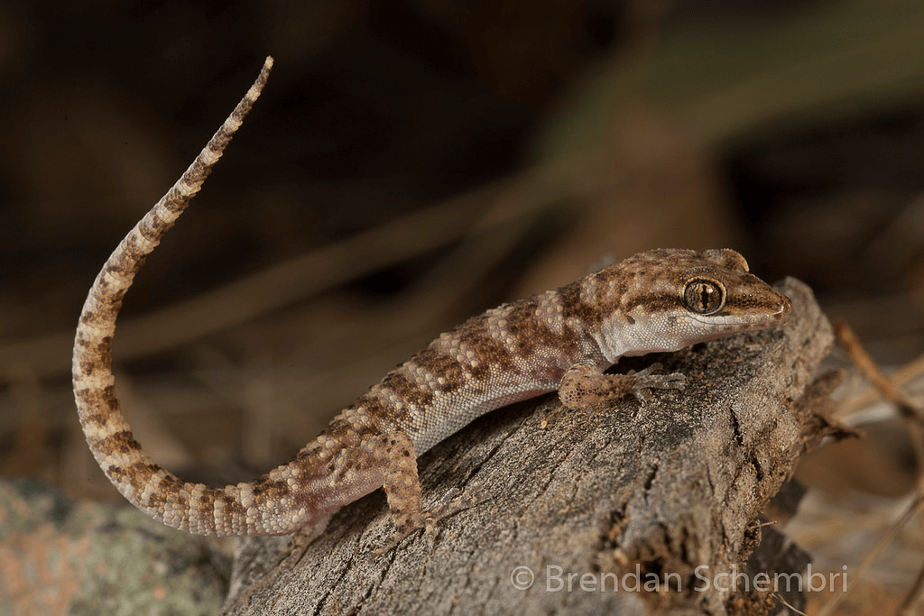 Heteronotia binoei