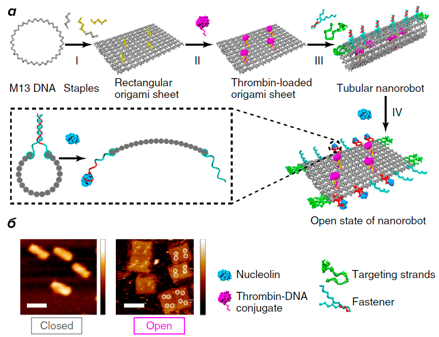 Создание и тестирование ДНК-нанороботов