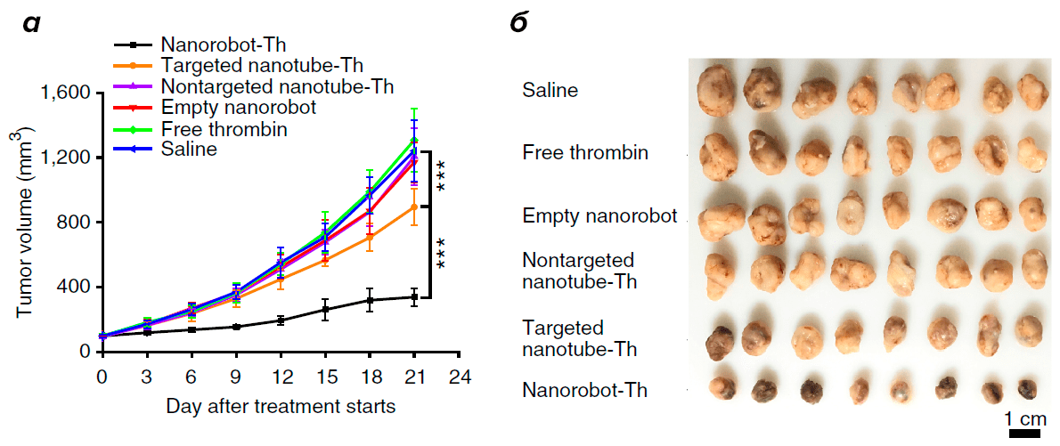Изменение размеров опухоли при обработке ДНК-нанороботом