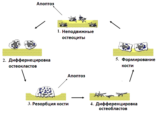 Ремоделирование кости