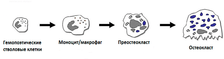 Схема дифференцировки остеокластов