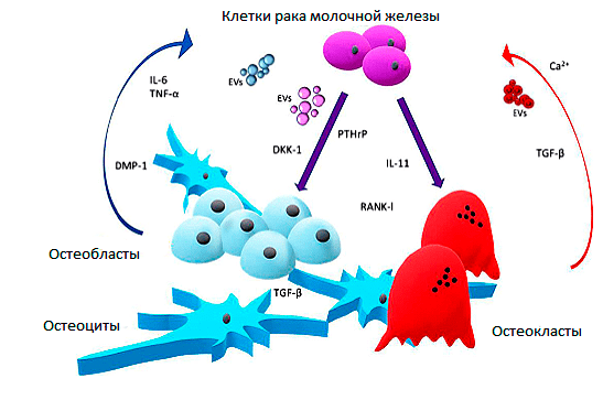 Порочный цикл костного метастаза РМЖ