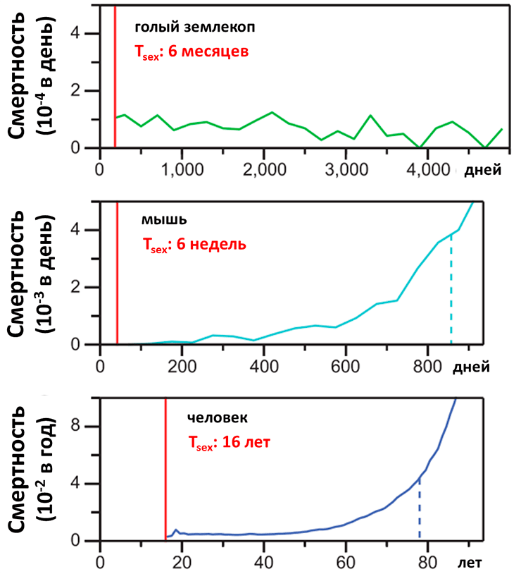 Смертность среди голых землекопов, лабораторных мышей и людей разных возрастов