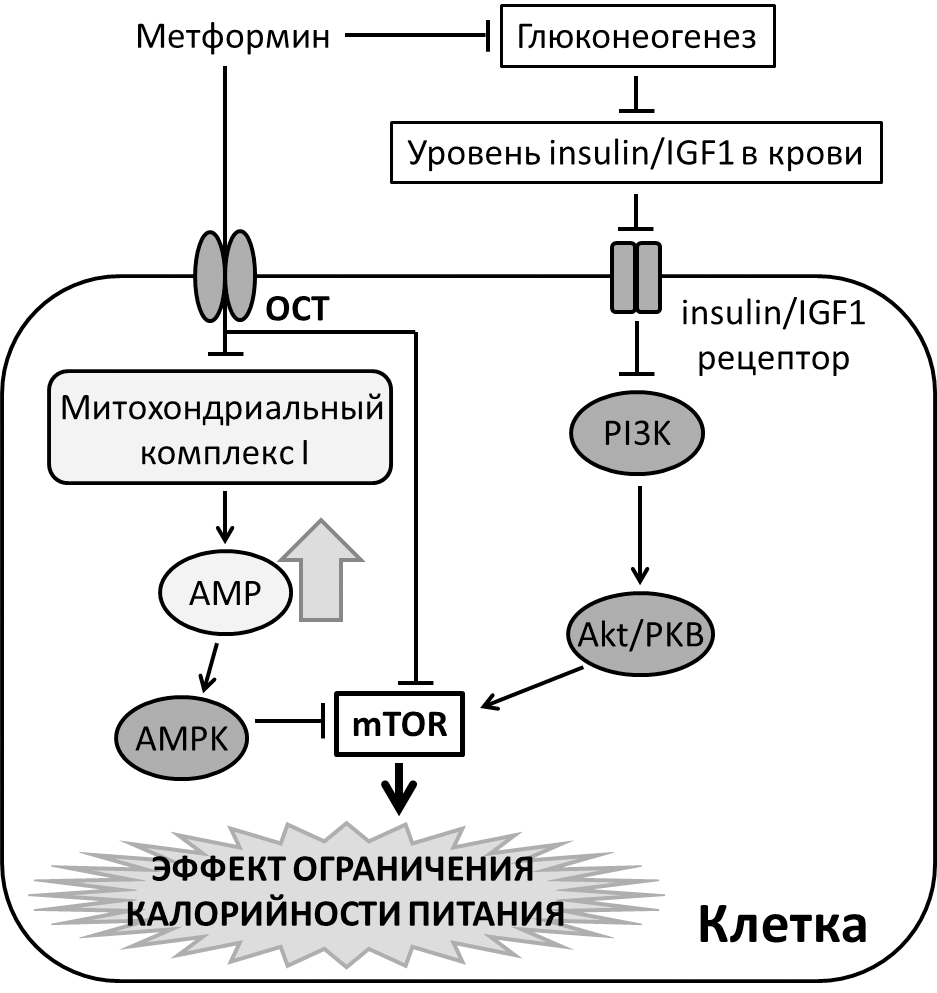 Возможные молекулярные механизмы, опосредующие эффекты приема метформина