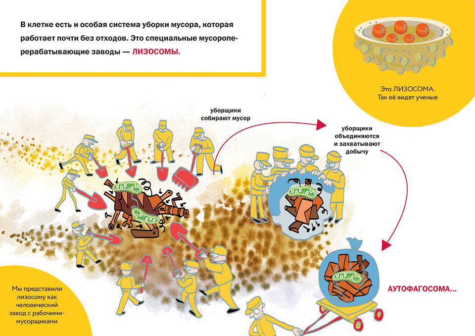 Как клетка убирает мусор