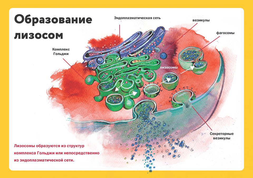 Как клетка убирает мусор