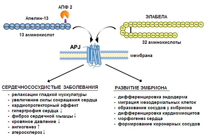 Некоторые функции апелинергической системы