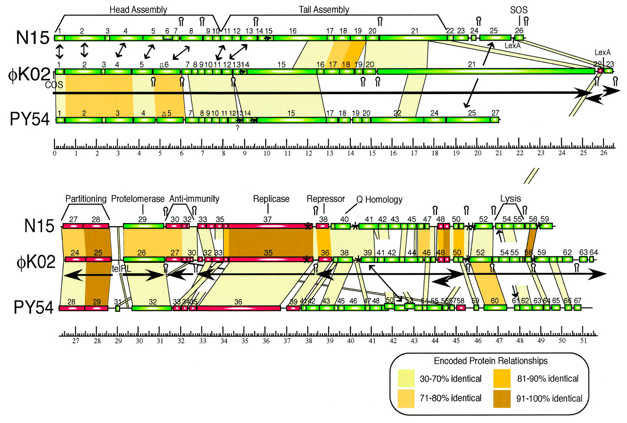 Карта генома φKO2