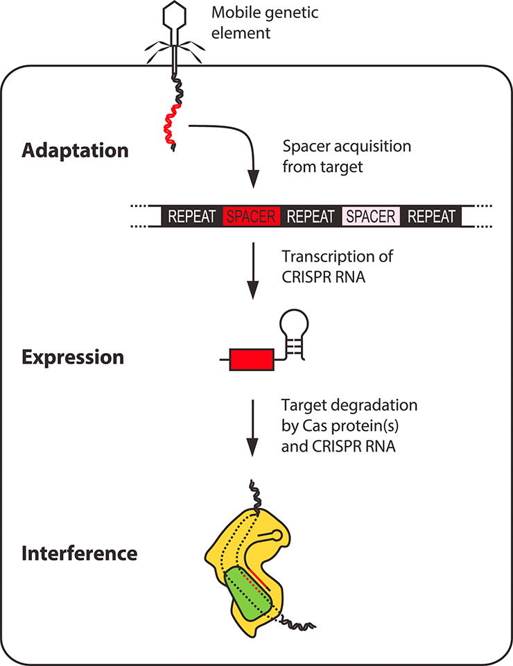 Ключевые этапы работы иммунитета CRISPR-Cas