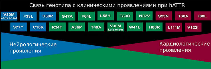 Связь генотипа с клиническими проявлениями при транстиретиновом амилоидозе