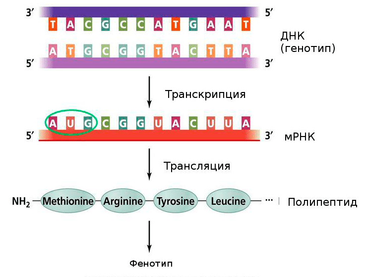 Центральная догма молекулярной биологии