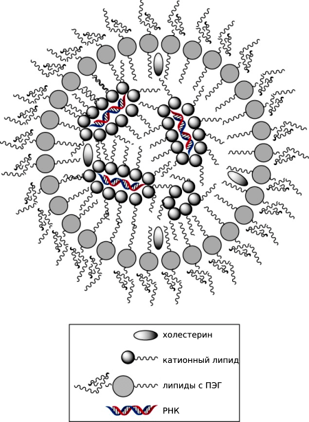Строение липидных наночастиц