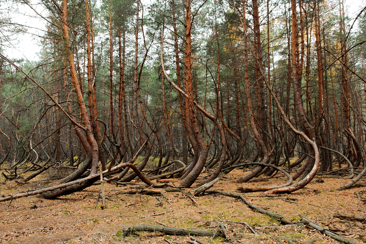 «Пьяный лес»