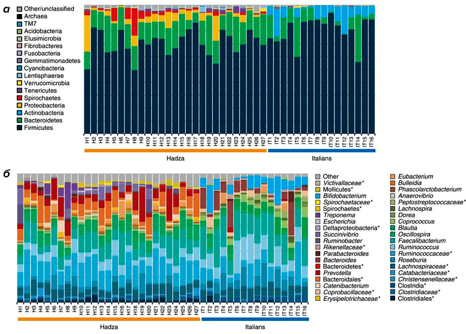 Сравнение кишечных микробиомов хадза и итальянцев