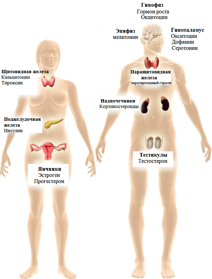 Мишени эндокринных разрушителей