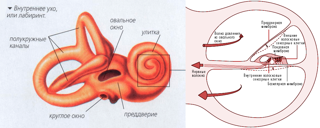 Внутреннее ухо и улитка