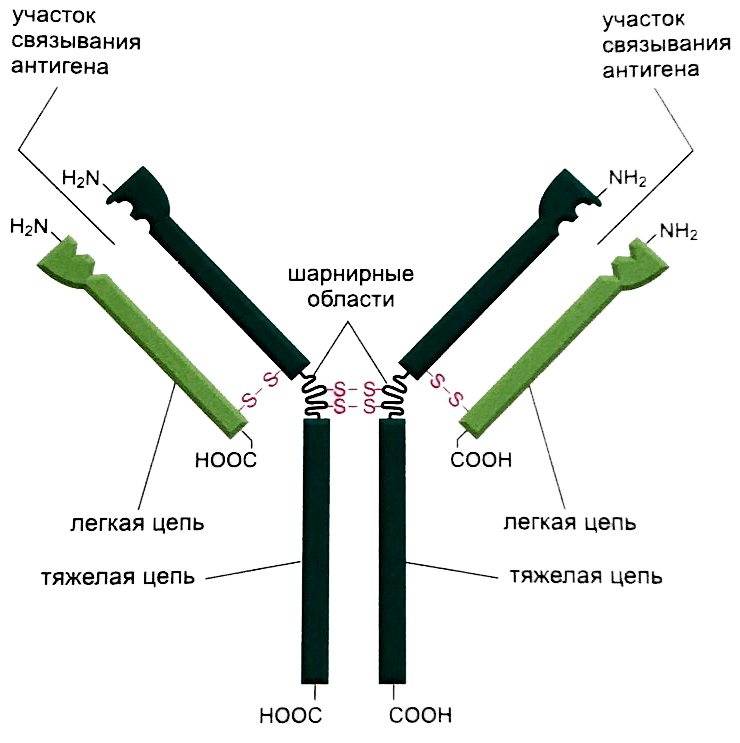 Строение антитела