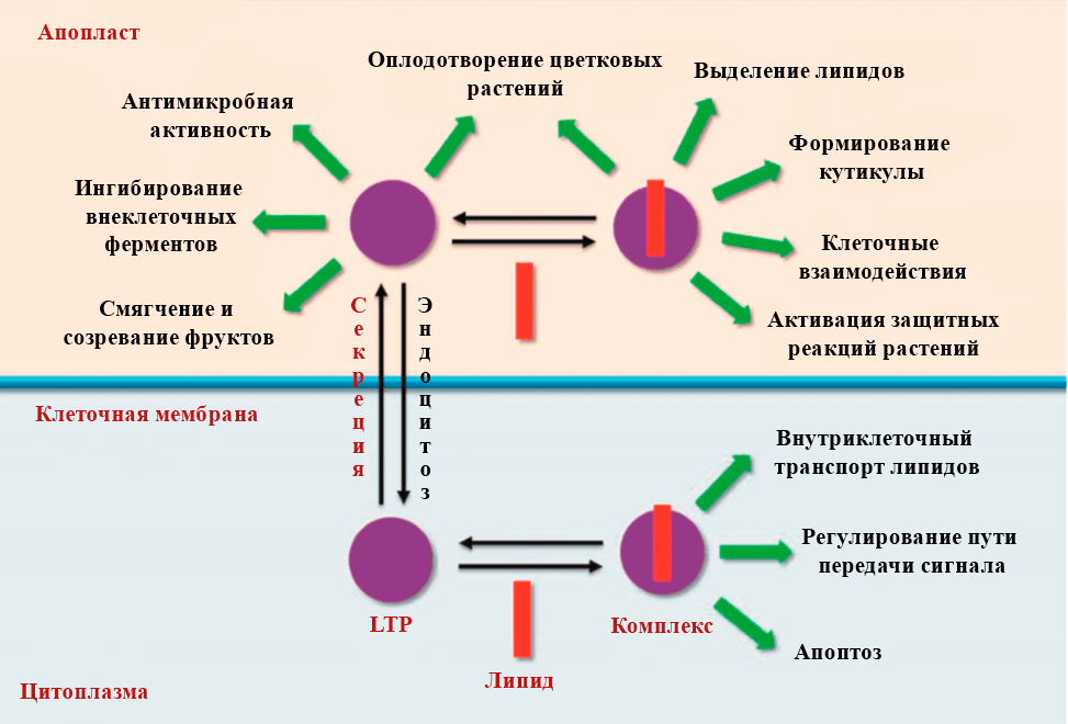 Функции растительных липид-транспортирующих белков