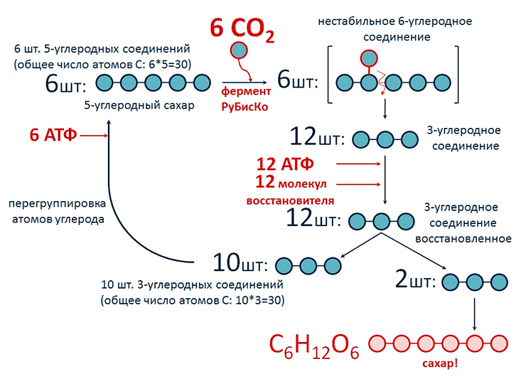 Цикл Кальвина