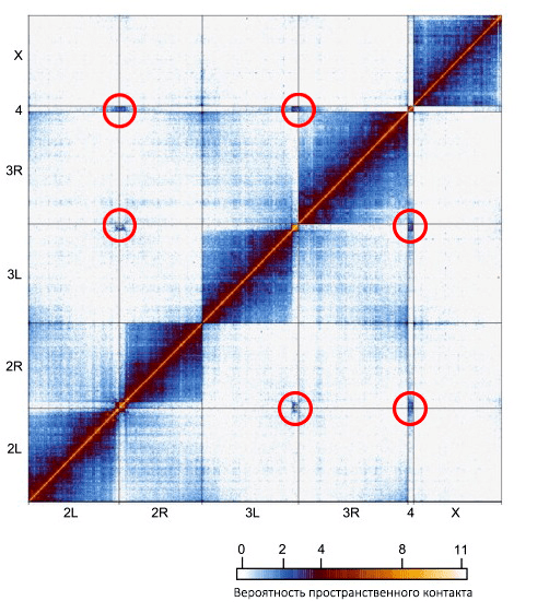 Карта пространственных контактов генома эмбриона дрозофилы