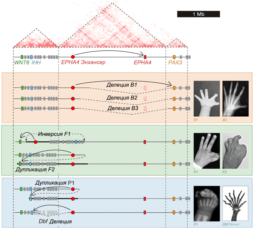 Схема исследованных аберраций в локусе Wnt6–Ihh–Epha4–Pax3
